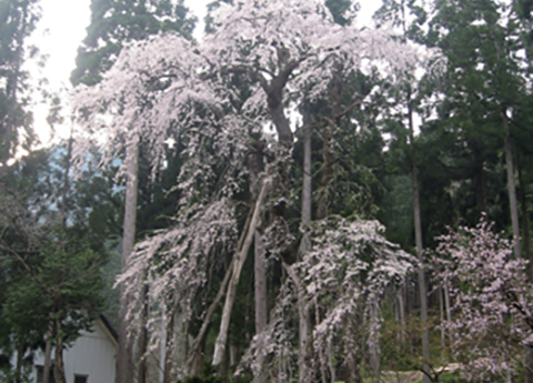 鴇ヶ谷のしだれ桜